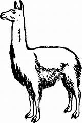 Alpaca Wecoloringpage sketch template