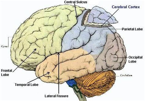 parts   cerebral cortex