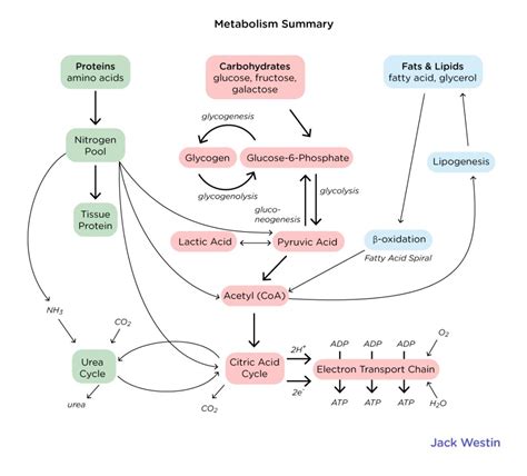 tissue specific metabolism hormonal regulation  integration