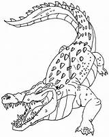 Crocodile Coloring Pages Color Animals Printable Print Animal Sheet Back Popular Books sketch template