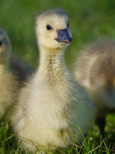 cute     baby   canada goose birding