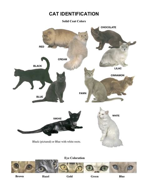 Cat Colours — Askfoxstorm This May Help Some Of You