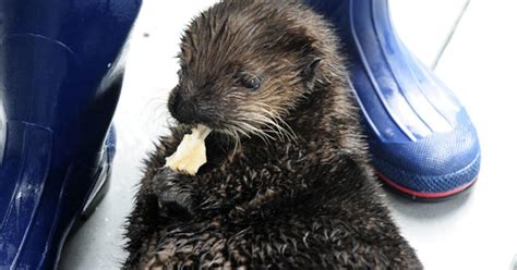calif sea otters mysteriously disappearing cbs news