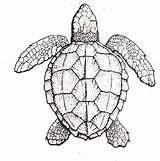 Turtle Loggerhead Turtles Fws Florida Tortue Kidsongs Symmetry sketch template