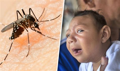 how is the zika virus transmitted what you need to know health life and style uk