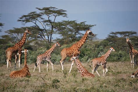 images giraffe