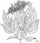 Elderberry Coloring Pages Printable Drawing Flower Colouring Choose Board Crafts Supercoloring Plant sketch template