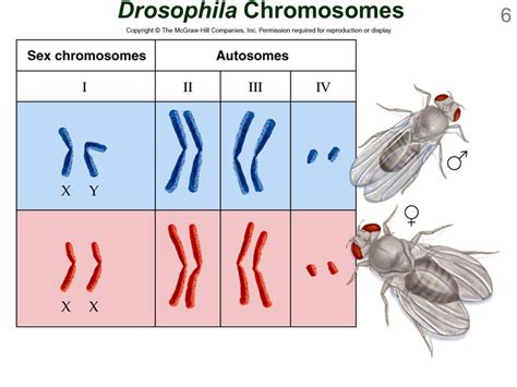 why does a drosophila have only 4 linkage groups when 8