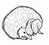 Hedgehog Coloring Riccio Disegno Coloringcrew Su Clipartbest sketch template