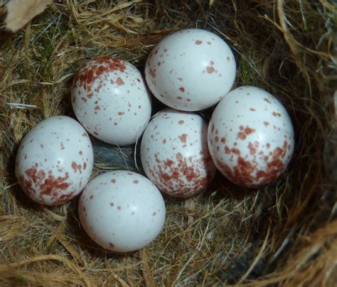 springfield plateau chickadee nest