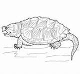 Turtle Coloring Pages Snapping Alligator Printable Terrapin Drawing Clipart Color Print Supercoloring Turtles Sheets Google Realistic Getcolorings Choose Board Categories sketch template