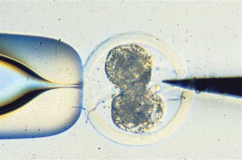 Sexing semen cattle pdf embryo