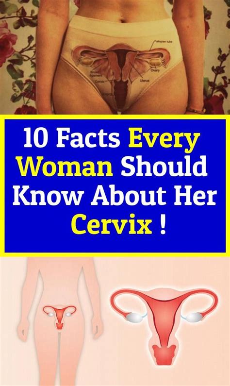 Facts Every Woman Should Know About Her Cervix In 2020 Cervix