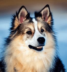 icelandic sheepdogs bark