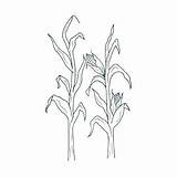 Corn Drawing Field Stalks Cornfield Stalk Drawings Getdrawings Coloring Fields Source Needlework Decals Sketches Embroidery Pattern Decor Paintingvalley sketch template