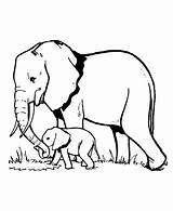 Coloring Elephants Color Pages Kids Print Children Animals Incredible sketch template