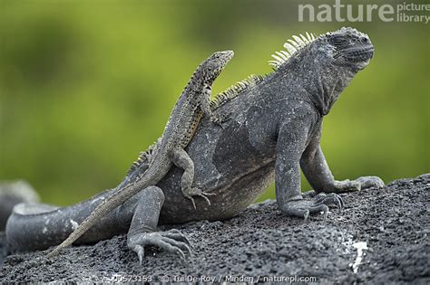 nature picture library galapagos lava lizard microlophus albemarlensis