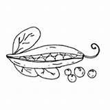 Pea Pod Coloring Surfnetkids Food Pages Next sketch template
