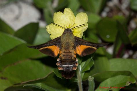 hummingbird moth okinawa nature photography