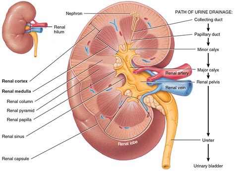 glomerular filtration location glomerular filtration rate range