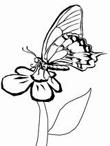 Coloring Pages Butterflies Flower sketch template