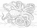 Octopus Coloring Pages Spotted Atlantic Animal Adults Adult Ringed Blue Colouring Printable Realistic Hard Sea Detailed Supercoloring Zentangle Drawings Drawing sketch template