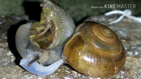 snail mating youtube