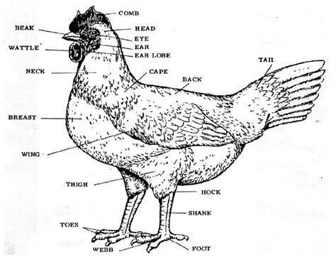chicken anatomy parts teaching ideas pinterest anatomy  livestock