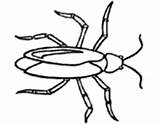 Coloring Cockroach Cockroaches Coloringcrew Pages sketch template