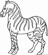 Zebra Coloring Pages Colouring Print Pdf sketch template