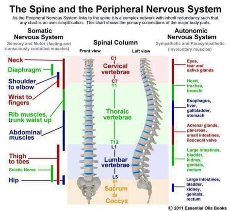 pin by libbie kinne on eds ms and pots oh my autonomic nervous
