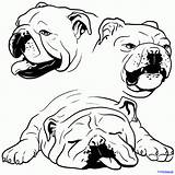 Bulldog English Bull Drawing Coloring Face Goldendoodle Pages Bulldogs Draw Easy Drawings Cartoon Puppy Puppies Color Step French Getdrawings Kids sketch template