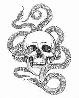 Coloring Serpent Schlange Skalle Schedel Slang Vectorillustratie Uitstekende Serpente Vecteur Vettore Cranio Annata Crâne Schädel Orm Knochen Ormen Skelett Tatouage sketch template