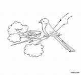 Nest Bird Coloring Pages Kids Birds Pitara Network Popular sketch template