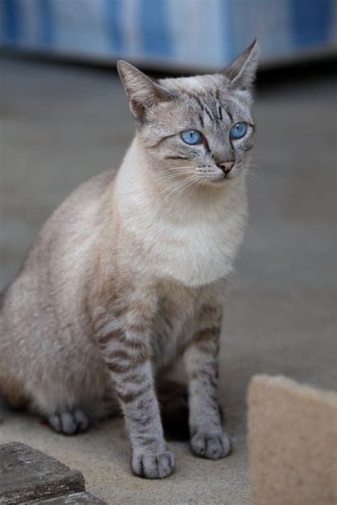 kat met blauwe ogen stock afbeelding image  ogen fauna