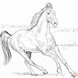 Marwari Arabian Teke Horses Caballo Akhal Caballos Ausmalbild Ausdrucken sketch template