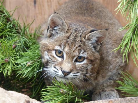 bobcat scheduled  return   wild northern lights wildlife society