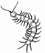 Centipede Drawing Clipartmag sketch template