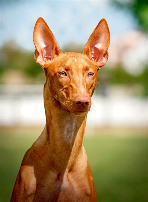 pharaoh hound dog breed information  characteristics daily paws