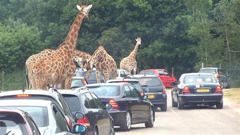 meer bezoekers voor safaripark beekse bergen omroep brabant