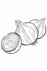Onion Coloring Pages Colouring Kids Color Printable Template Print Vegetables Picolour Popular Recommended sketch template