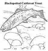 Coloring Trout Fish Montana State Cutthroat Pages Color Print Blackspotted Printable Book Montanakids Activities Brook Colouring Quilt Colors Games Books sketch template