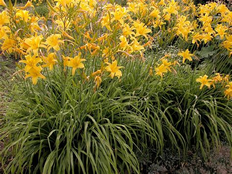 hemerocallis day lilies daylily day lily north carolina extension gardener plant toolbox