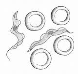 Trypanosomes Blood Drawing Protozoa Biology Resources Drawings Flagellate sketch template