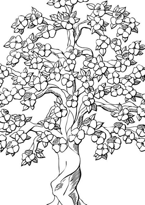 pin  robyn blakely   collections tree coloring page tree