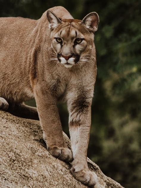 This Island In Canada Has The World S Highest Concentration Of Cougars