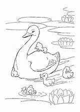Gans Goose Ausmalbilder Malvorlage Geese Drucken sketch template