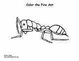 Fire Ant Coloring Sponsors Wonderful Support Please sketch template