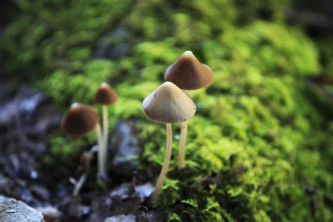 Microdosing Psychedelics Does The Evidence Live Up To The Hype
