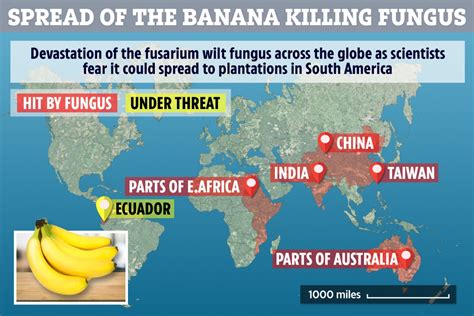 World S Most Popular Banana Could Become Extinct As Disease And Pests